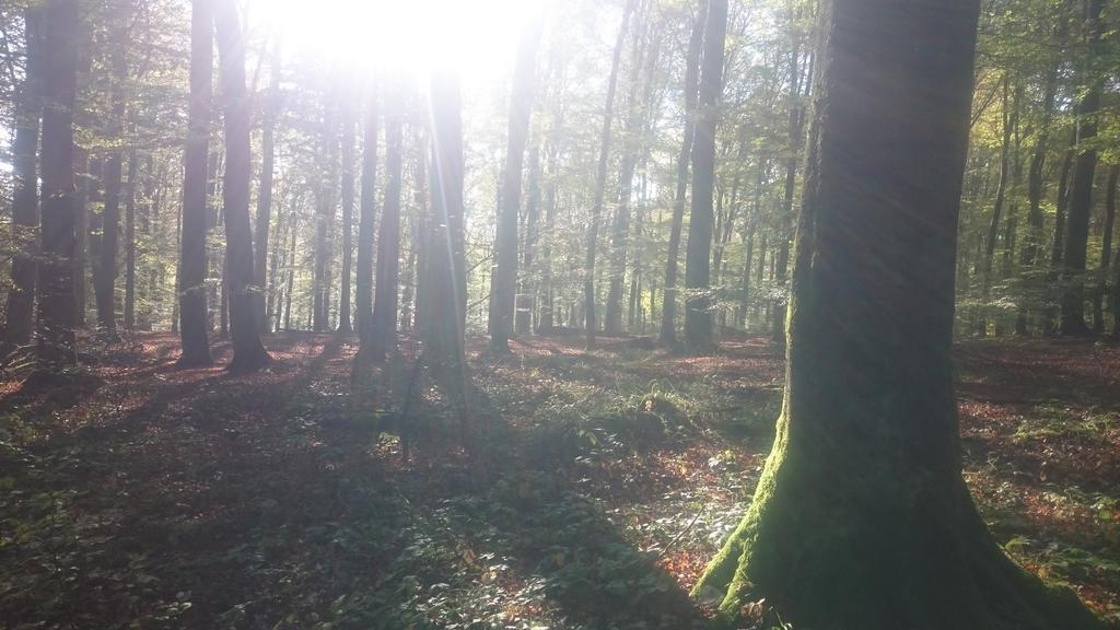 Fewo Zum Sonnenschein Simmerath Dış mekan fotoğraf